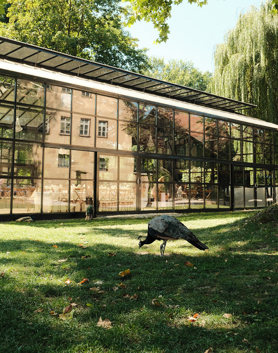 Unsere Pfaue Alfons und Adelbert